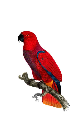 Eclectus Parrot Bird