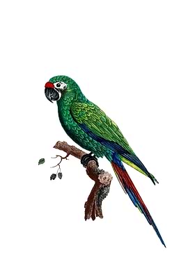 Green Military Macaw Bird