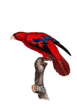 Vintage Red Lory Bird