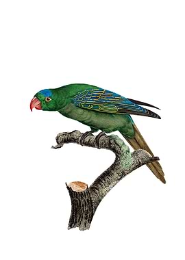 Blue Naped Parrot Bird