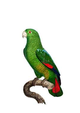 Black Billed Amazon Parrot