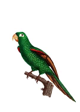 Eclectus Parrot Bird