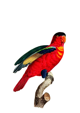 Purple Naped Lory Bird