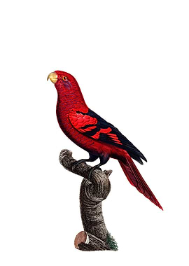 Vintage Violet Necked Lory