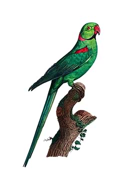 Rose Ringed Parakeet Bird