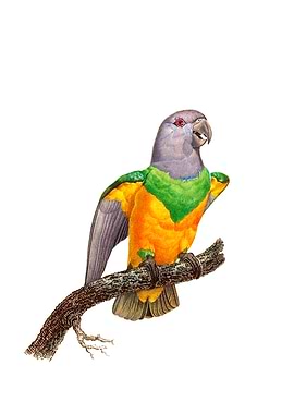 Exotic Senegal Parrot Bird