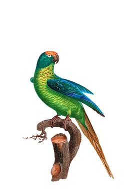 Peach Fronted Parakeet