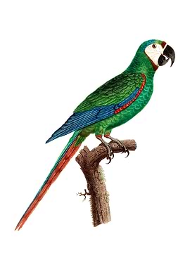 Blue Winged Macaw Bird