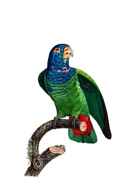 Blue Headed Pionus Parrot