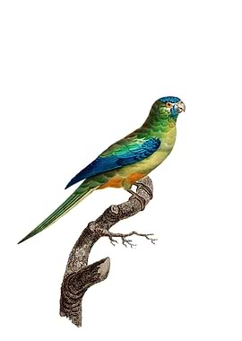 Turquoise Parrot Bird
