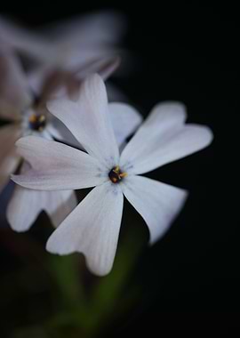 Phlox flower background