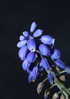 Blue Muscari flower macro