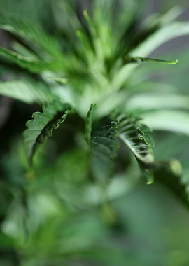 Marihuana plant background