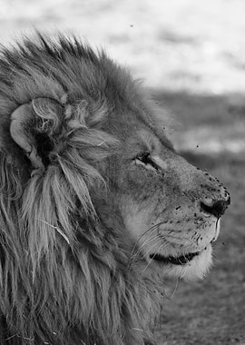 Lion Profile 2119 bw