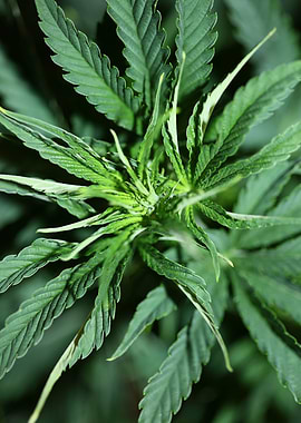 Cannabis plant close up
