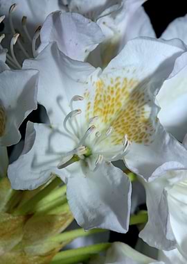 Rhododendron flowering