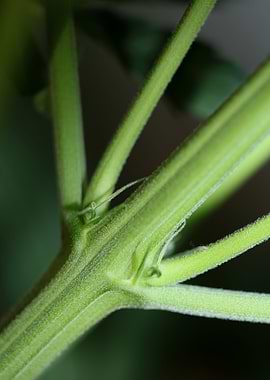 Marihuana plant background