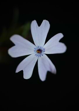 Phlox flower Polemoniaceae