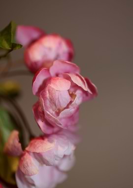 Prunus serrulata close up