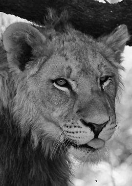 Funny Young Lion 2091 bw