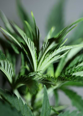 Marihuana plant background