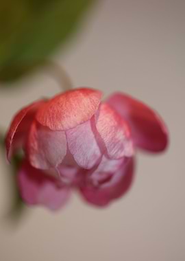 Prunus serrulata Rosaceae