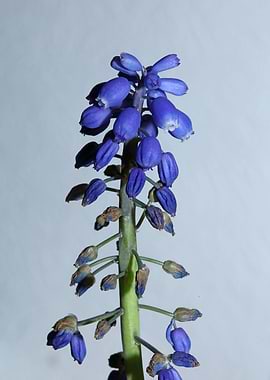 Blue Muscari flower macro
