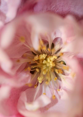 Prunus serrulata blossom