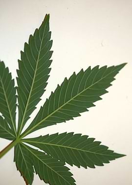 Cannabis leaf close up