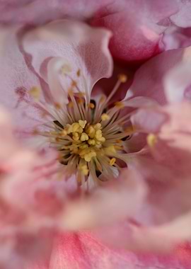 Prunus serrulata close up