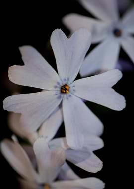 Phlox flower background