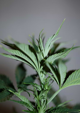 Marihuana plant background