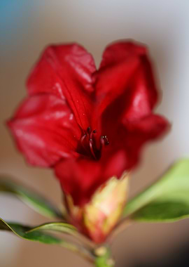 Rhododendron flowering