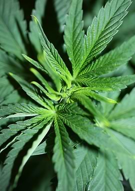 Cannabis plant close up