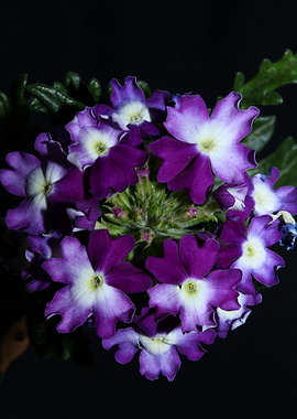 Verbena flower background