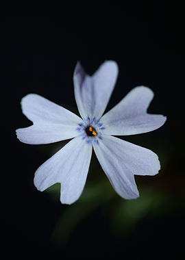 Phlox flower background