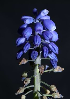 Flower Muscari neglectum