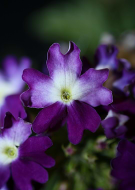 Verbena hybrid flowering