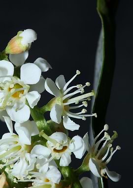 Prunus lusitanica rosaceae