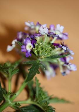 Verbena hybrid verbenaceae