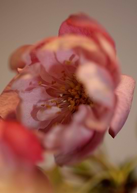 Prunus serrulata close up