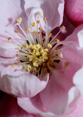 Prunus serrulata blossom