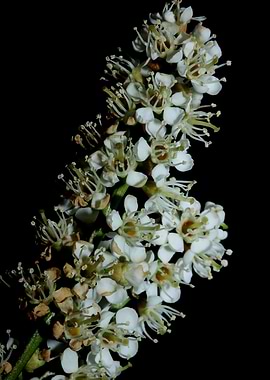 Prunus lusitanica rosaceae