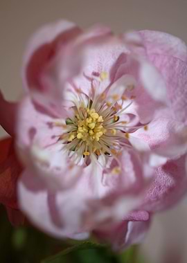 Pink cherry flower macro