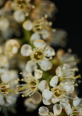 White prunus flower macro
