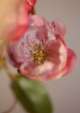 Prunus serrulata Rosaceae