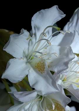 Rhododendron flower macro