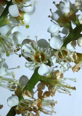 White prunus flower macro