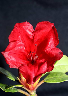 Red rhododendron flowering