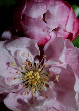 Pink cherry flower macro
